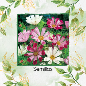 Semillas Orgánicas De Flor Cosmos Conchas Marinas