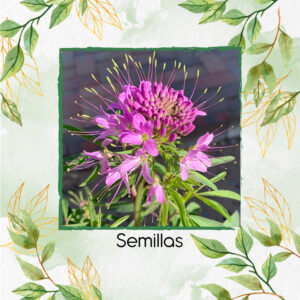 Semillas Orgánicas De Flor Cleome Monticello