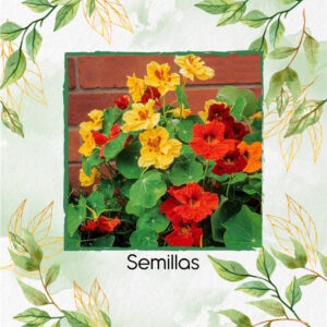 Semillas Orgánicas De Flor Capuchina Gigante