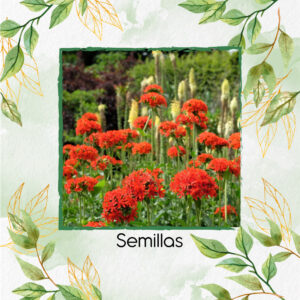 Semillas Orgánicas De Flor Cruce Maltés