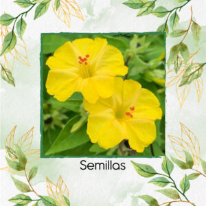 Semillas Orgánicas De Flor Maravilla Del Perú Amarilla