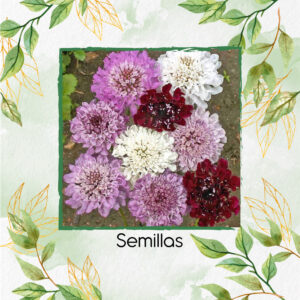 Semillas Orgánicas De Flor Pincushion Imperial