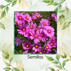 Semillas Orgánicas De Flor Cosmos Gloria Rosada