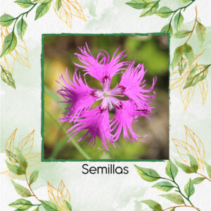 Semillas Orgánicas De Flor Rosas Con Flecos