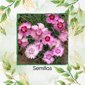 Semillas Orgánicas De Flor Claveles De Campo