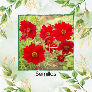 Semillas Orgánicas De Flor Coreopsis Enana Roja