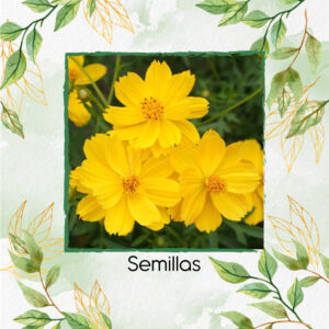 Semillas Orgánicas De Flor Cosmos Dorado