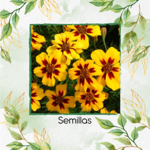 Semillas Orgánicas De Flor Caléndula Francesa Delicada