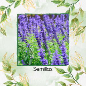 Semillas Orgánicas De Flor Salvia Azul De Mar