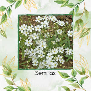 Semillas Orgánicas De Flor Aliento De Bebe