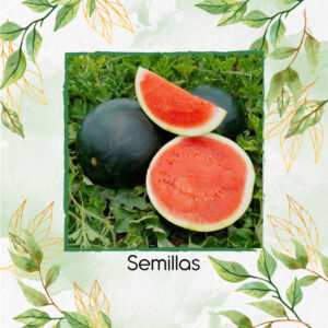 Semillas Orgánicas De Sandía Gigante Diamante Negro