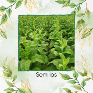 Semillas Orgánicas De Tabaco Habanero