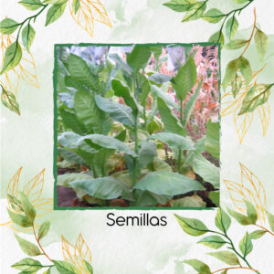 Semillas Orgánicas De Tabaco Piloto Cubano