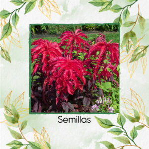 Semillas Orgánicas De Early Splendor