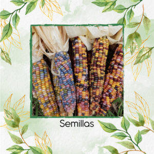 Semillas Orgánicas De Maíz Pira Gema De Vidrio