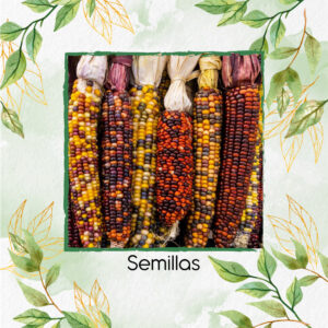 Semillas Orgánicas De Maíz Indio De Colores