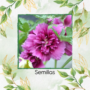 Semillas Orgánicas De Flor Malvarrosa Queeny Purple