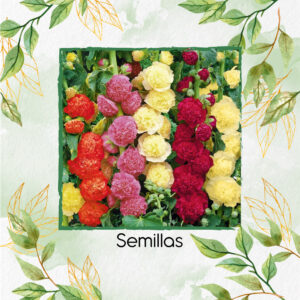 Semillas Orgánicas De Flor Malvarrosa Mezcla Doble Chaters