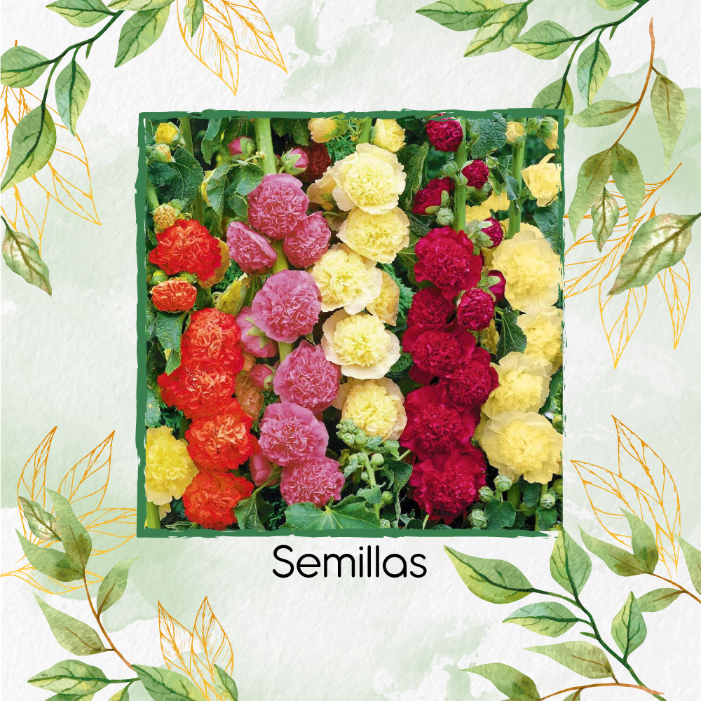 Semillas Orgánicas De Flor Malvarrosa Mezcla Doble Chaters