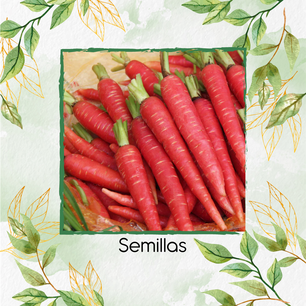 Semillas Orgánicas De Zanahoria Kyoto Roja
