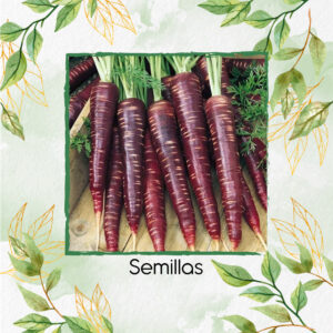 Semillas Orgánicas De Zanahoria Morada