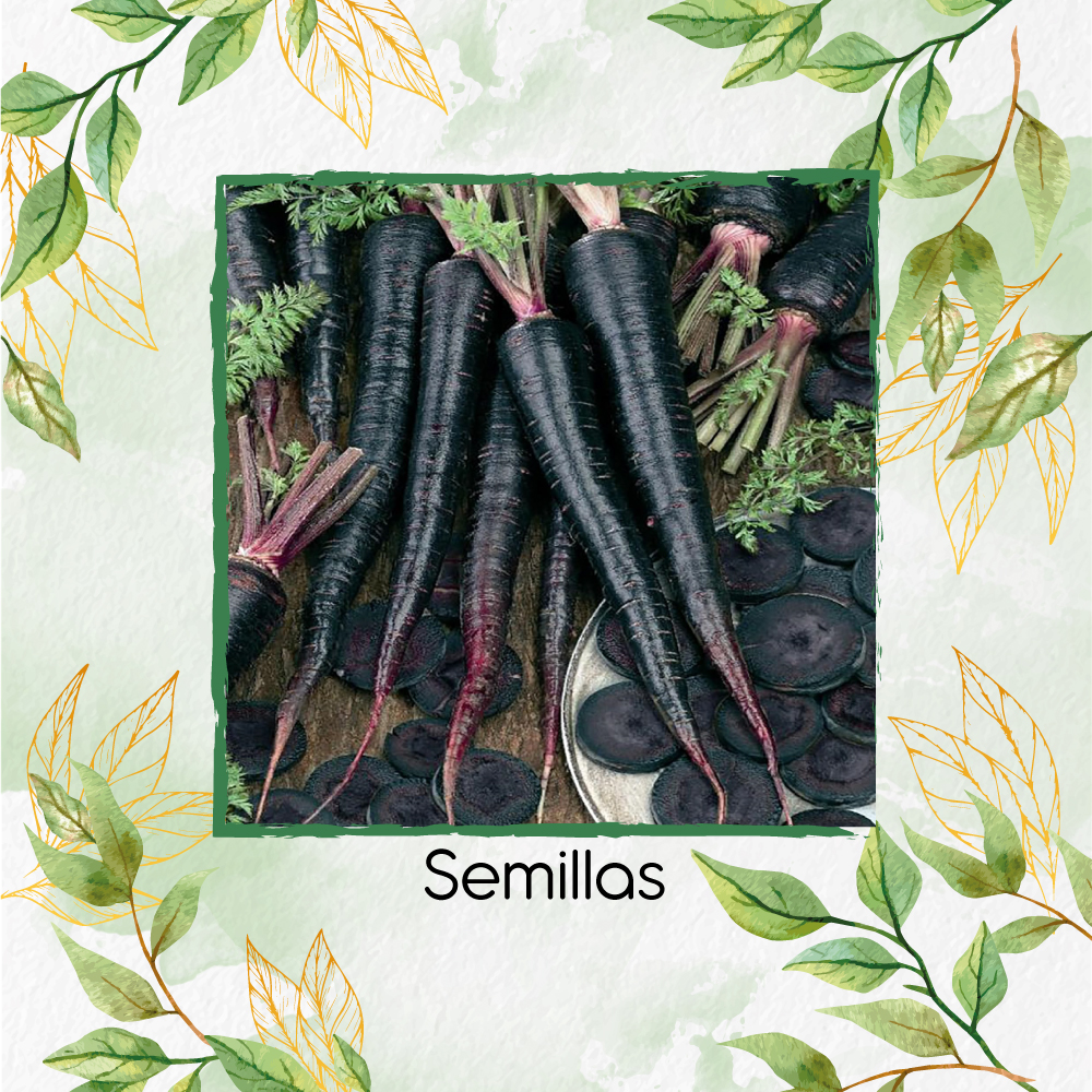 Semillas Orgánicas De Zanahoria Nebulosa Negra
