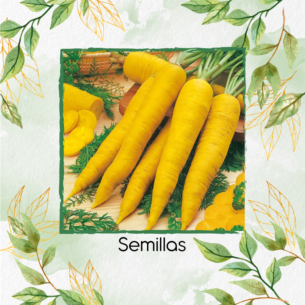 Semillas Orgánicas De Zanahoria Sol Naciente