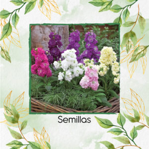 Semillas Orgánicas De Flor Matthiola Incana Harmony