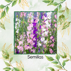 Semillas Orgánicas De Flor Espuela De Caballero Ajacis