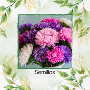 Semillas Orgánicas De Flor Áster Chino Crego