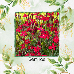 Semillas Orgánicas De Flor Claveles Doncella De Rosa Brillante