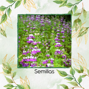 Semillas Orgánicas De Flor Casas Chinas