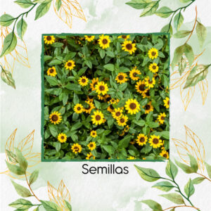 Semillas Orgánicas De Flor Zinnia Rastrera