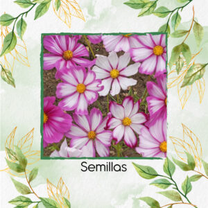 Semillas Orgánicas De Flor Cosmos Rayadas