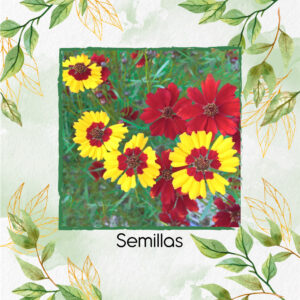 Semillas Orgánicas De Flor Coreopsis Enana Bicolor