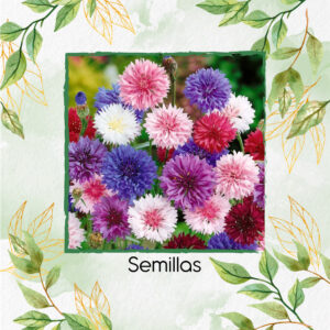 Semillas Orgánicas De Flor Polka Dots