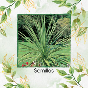 Semillas Orgánicas De Dracaena Indivisa