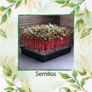 Acelga Suiza Rojo Rubí Para Germinados