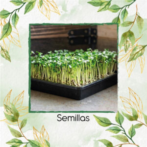 Col Acre Dorada Para Germinados