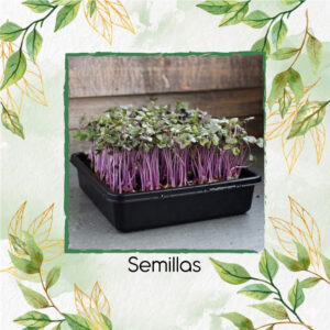 Col Acre Roja Para Germinados