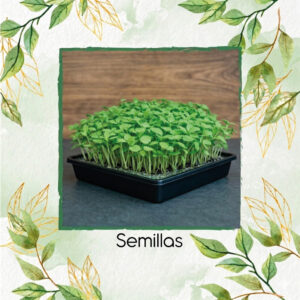 Espinaca Para Germinados