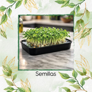 Kale Toscano Para Germinados