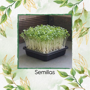 Lechuga Iceberg Para Germinados