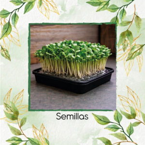 Melón Para Germinados