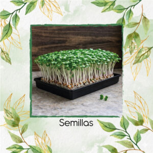Mostaza Amarilla Para Germinados