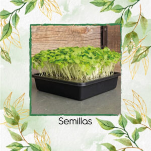 Mostaza Komatsuna Para Germinados