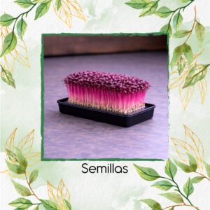 Amaranto Granate Rojo Para Germinados