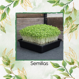 Mostaza Mizuna Para Germinados