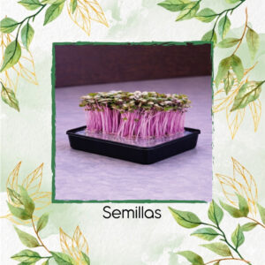 Nabo Purple Top Para Germinados