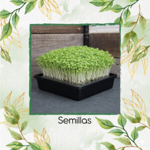 Pak Choi Para Germinados